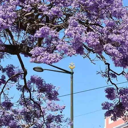 아파트 Jacaranda, Your Stylish Retreat In *